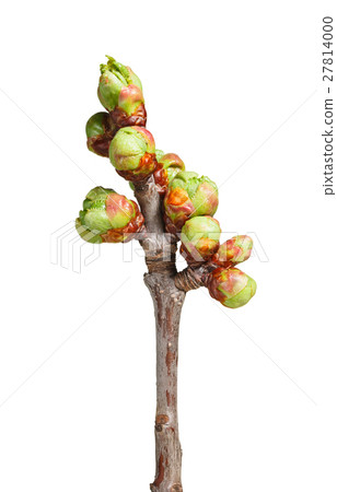 Macro of cherry buds 27814000