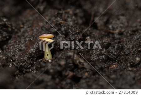 First tiny germinant 27814009
