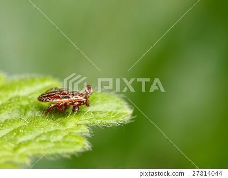 Waiting tick 27814044