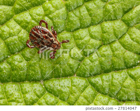 Macro of tick on leaf 27814047