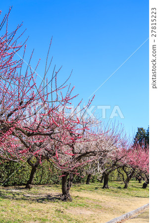 在名古屋城堡的梅花 27815223