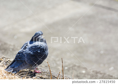 Winter sunny dove 27815450