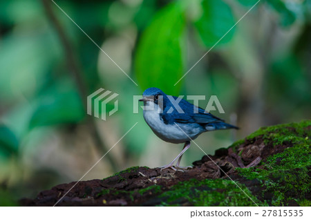 Siberian blue robin (Luscinia cyane) 27815535