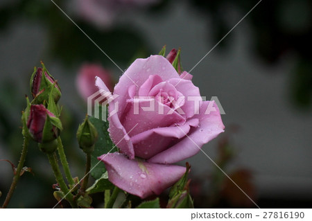 Madamebiore 27816190