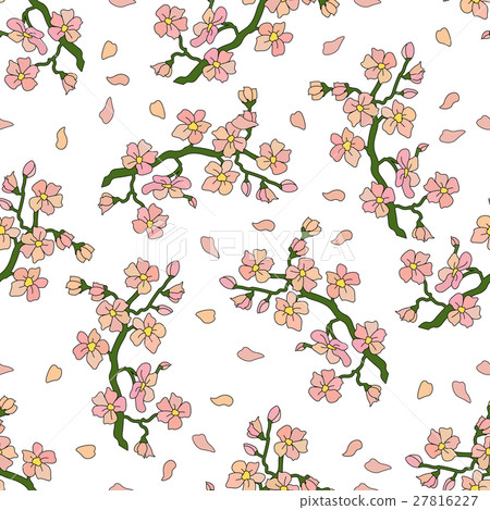 Gentle branch of cherry blossoms 27816227
