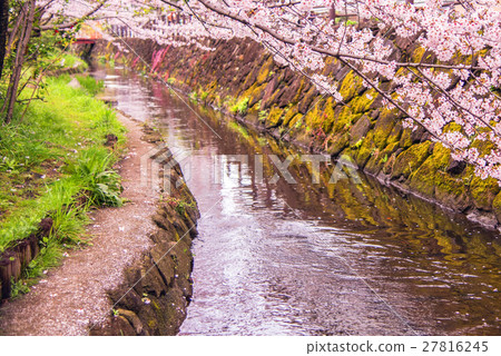 Cherry tree in full bloom Cherry tree in full bloom 27816245