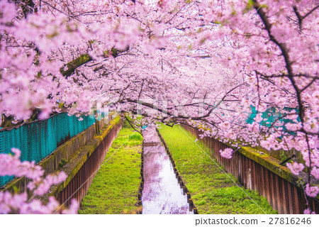 Cherry tree in full bloom Cherry tree in full bloom 27816246