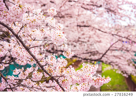 櫻花盛開 櫻花盛開 27816249