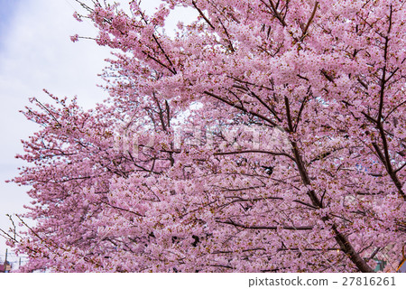 櫻花盛開 27816261