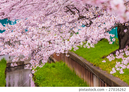 櫻花盛開 櫻花盛開 27816262