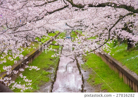 櫻花盛開 27816282