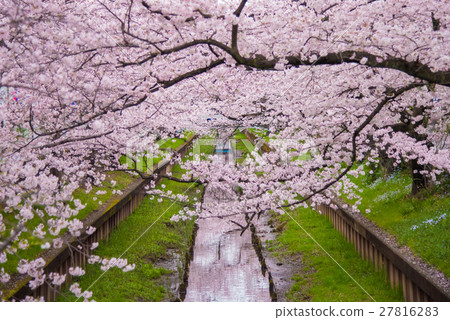 櫻花盛開 27816283