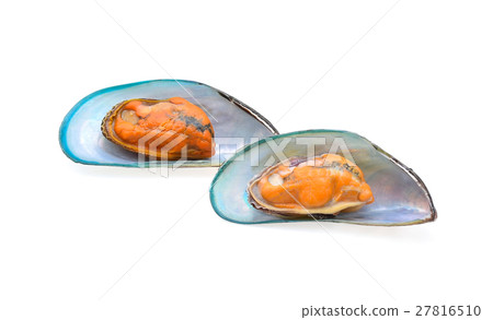 asian green mussel isolated on white background 27816510
