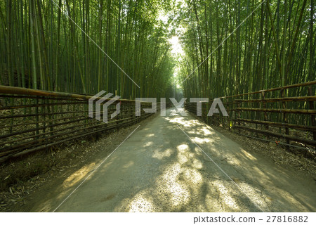 Bamboo forest 27816882