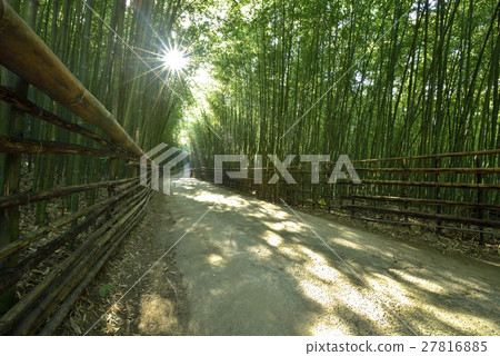 竹林曙光 27816885