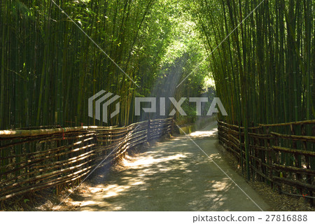 竹林曙光 27816888