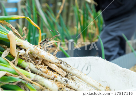 仲冬收穫的大蔥旱地大蔥蔬菜農業農產品初夏很多 仲冬收穫的大蔥旱地大蔥蔬菜農業農產品初夏很多 27817116