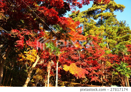 Matsunoyama-so（新潟）的秋葉 27817174