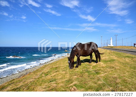 Shimokita半島Shirazaki冷馬 27817227