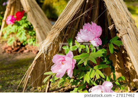 Snowy winter peony Snowy winter peony 27817462