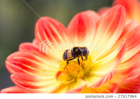 Oohanab女 Oohanab女 27817964