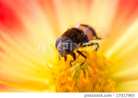 Oohanab Female Oohanab Female 27817965