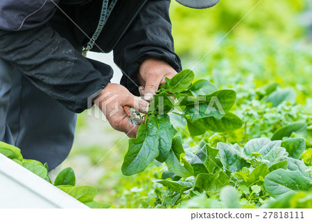Spinach Spinach Spinach vegetables Winter Vegetable leaves 27818111