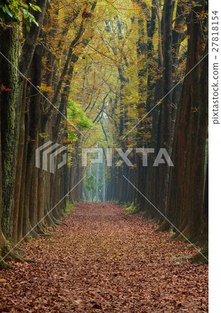落葉小徑 27818154