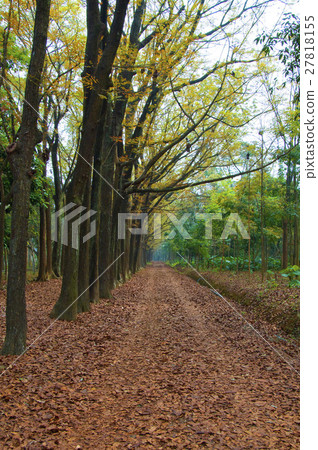 Deciduous path 27818155