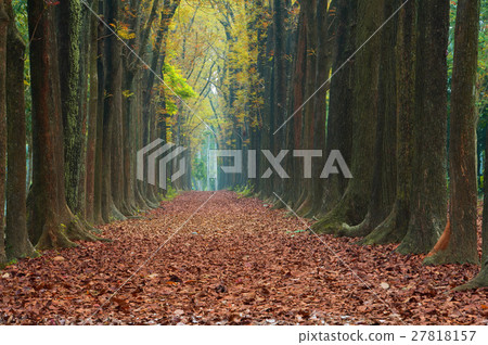 落葉小徑 27818157