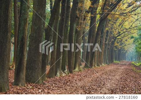 Deciduous path Deciduous path 27818160