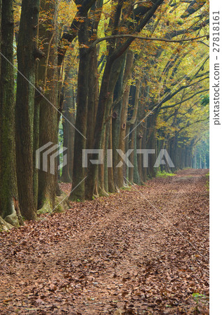 落葉小徑 27818161