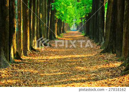 綠色森林 27818162