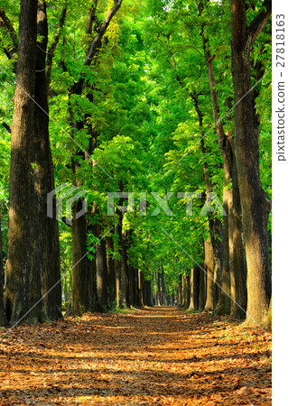 Green forest 27818163
