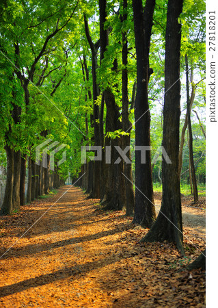 Green forest 27818201