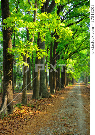 綠色森林 27818202