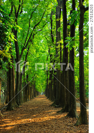 綠色森林 27818203