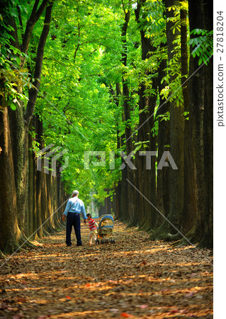 綠色森林 27818204