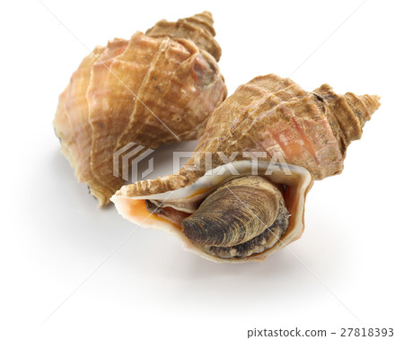 Crab shell 27818393