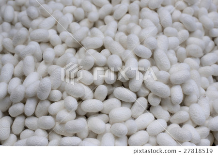 White cocoon White cocoon 27818519