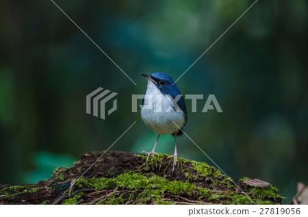 Siberian blue robin (Luscinia cyane) Siberian blue robin (Luscinia cyane) 27819056