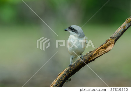 Bay-backed Shrike Bird perching on a branch 27819350