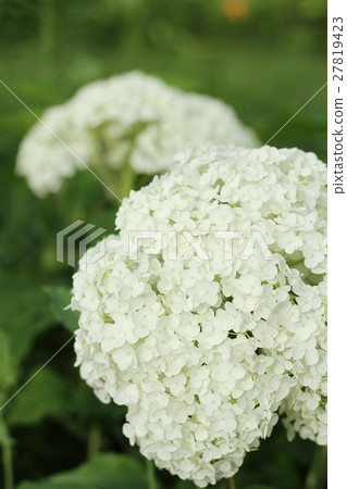 開花在花床,白色八仙花屬,夏天花上的花 開花在花床,白色八仙花屬,夏天花上的花 27819423
