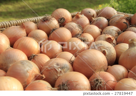 Dried bamboo onion harvested onion, dried onion, slow life 27819447