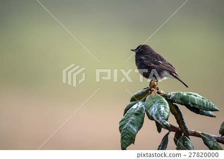 Pied bush chat or Saxicola caprata 27820000