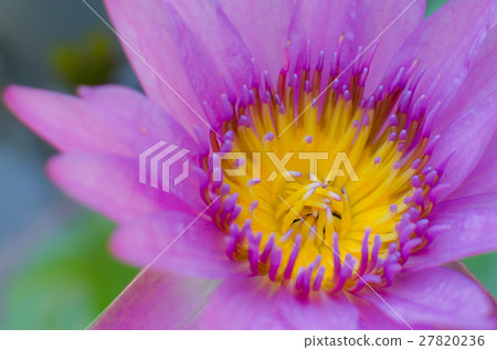 closeup violet lotus. 27820236