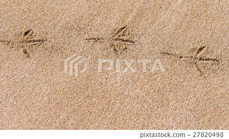 Bird's steps on the desert sandy beach in wet sand Bird's steps on the desert sandy beach in wet sand 27820498