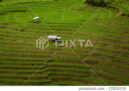 step rice farming plantation agriculture step rice farming plantation agriculture 27820530