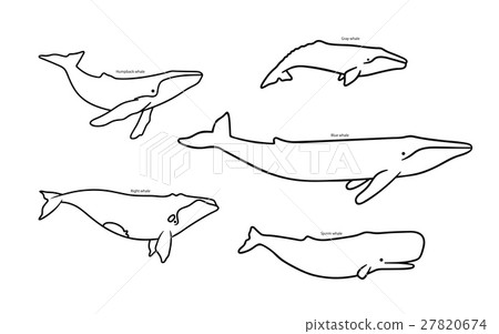Set of whale species icons. Vector illustration 27820674