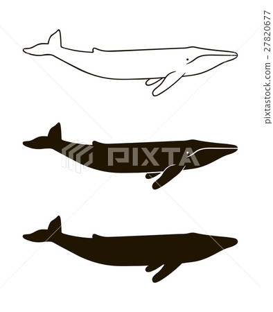 Illustration of blue whale isolated on white Illustration of blue whale isolated on white 27820677